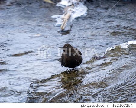 青蛙玻璃 122107294