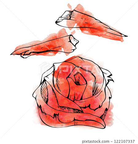 Japanese asian food pickled ginger rose slices, toppings for sushi sashimi, vegetarian vegan supplement, hand drawn in watercolor, ink. Illustration restaurant, cafe menu, kitchen print, recipe book Japanese asian food pickled ginger rose slices, toppings for sushi sashimi, vegetarian vegan supplement, hand drawn in watercolor, ink. Illustration restaurant, cafe menu, kitchen print, recipe book 122107337