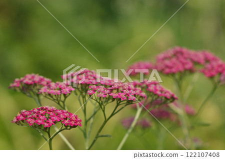 紅歐蓍草花 122107408