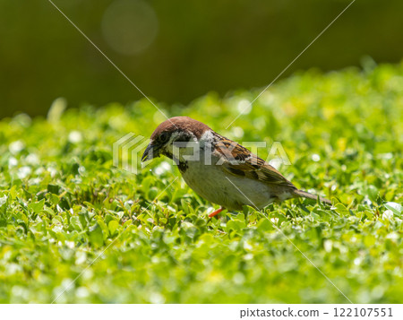 Sparrow walking on a hedge Sparrow walking on a hedge 122107551