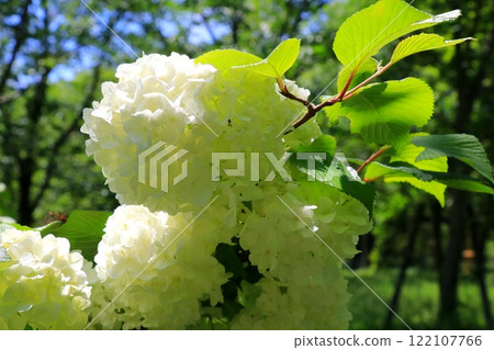 White Odemari 122107766