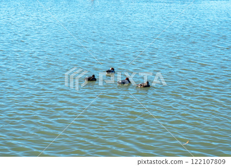 Ducks of the West Lake Ducks of the West Lake 122107809
