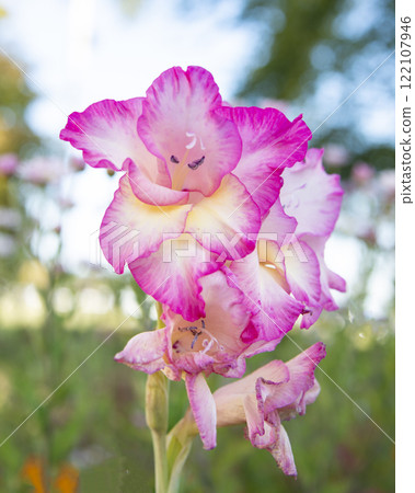 Beautiful pink gladiolus in nature bright blooming 122107946