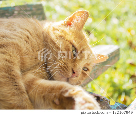 Funny red hair ginger cat on grass autumn photo outdoor Funny red hair ginger cat on grass autumn photo outdoor 122107949