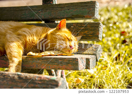 Funny red hair ginger cat on grass autumn photo outdoor Funny red hair ginger cat on grass autumn photo outdoor 122107953