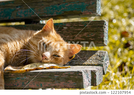 Funny red hair ginger cat on bench autumn photo outdoor Funny red hair ginger cat on bench autumn photo outdoor 122107954