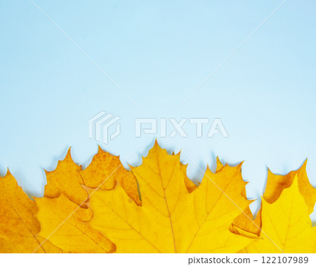 Beautiful bright orange autumn leaves on the blue background space for text 122107989