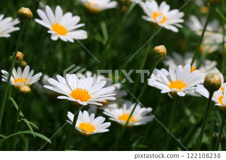 White Margaret 122108238