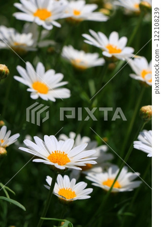 White Margaret 122108239