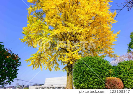 秋日陽光下閃耀的銀杏樹和公園風景 木山城跡公園（益木町） 122108347