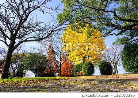 Ginkgo trees and park scenery shining in the autumn sunshine at Kiyama Castle Ruins Park (Mashiki Town) Ginkgo trees and park scenery shining in the autumn sunshine at Kiyama Castle Ruins Park (Mashiki Town) 122108350