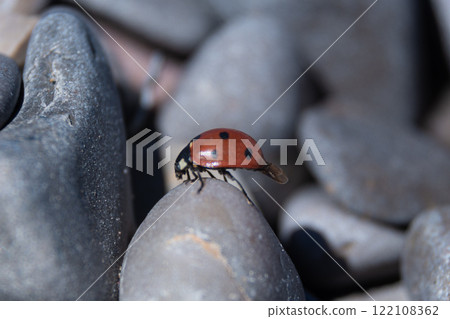 Ladybug Harmony: Insect Amidst Round Stones, Macro Close-Up Ladybug Harmony: Insect Amidst Round Stones, Macro Close-Up 122108362