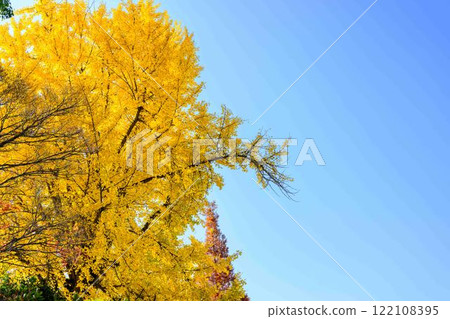 Ginkgo trees and the sky shining in the autumn light on a clear day: Kiyama Castle Ruins Park (Mashiki Town) 122108395