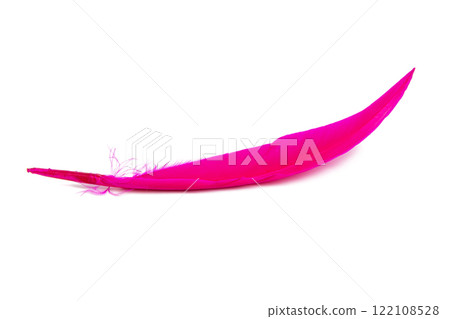 Pink feather isolated on the white background 122108528