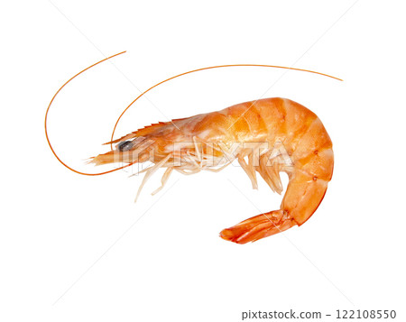 Sea shrimp fresh on the white background Sea shrimp fresh on the white background 122108550