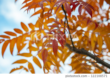 Orange red color bright autumn leaves on blue sky 122108571