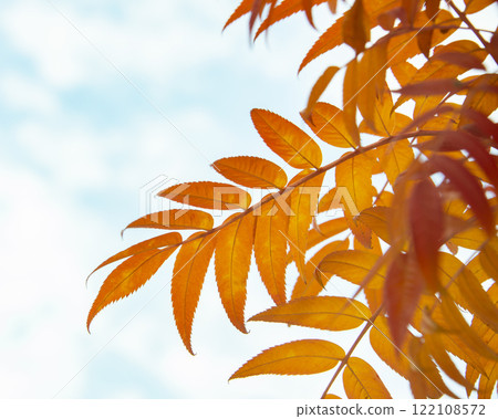 Orange red color bright autumn leaves on blue sky 122108572