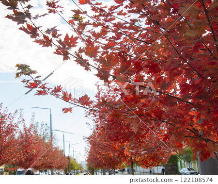 Autumn trees red color alley with blue sky Autumn trees red color alley with blue sky 122108574