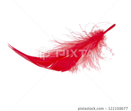 Elegant red feather beautiful isolated on he white background Elegant red feather beautiful isolated on he white background 122108677
