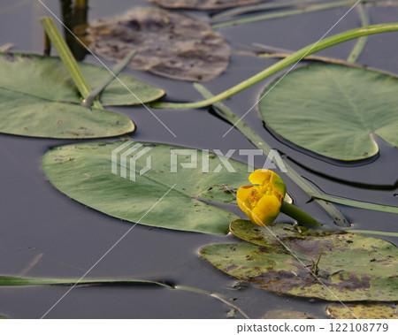 Waterlily in lake single beautiful blooming yelow color Waterlily in lake single beautiful blooming yelow color 122108779