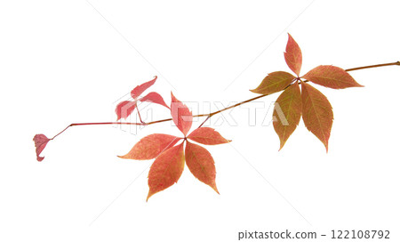 Red autumn leaf branch isolated on the white background 122108792