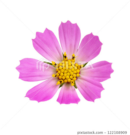 Beautiful bright pink daisy flower isolated on the white background 122108909