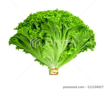 Green fresh bunch of lettuce isolated on the white background Green fresh bunch of lettuce isolated on the white background 122108927