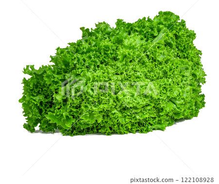 Green fresh bunch of lettuce isolated on the white background Green fresh bunch of lettuce isolated on the white background 122108928