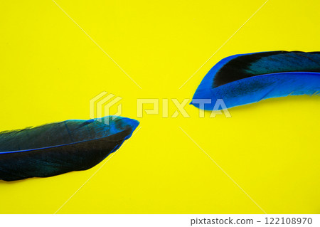 Blue feather on one color background copy space for text Blue feather on one color background copy space for text 122108970