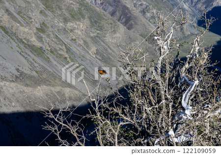 The bird sitting on the branch. Katu-Yaryk Pass. The bird sitting on the branch. Katu-Yaryk Pass. 122109059