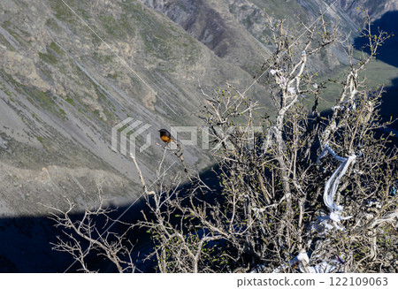 The bird sitting on the branch. Katu-Yaryk Pass. 122109063