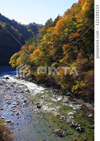 Autumn leaves from Kaore Bridge on National Route 257 (Maze River, Gero City, Gifu Prefecture) 122109215