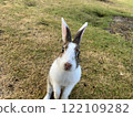 White rabbit standing on the grass 122109282