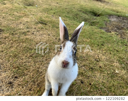 White rabbit standing on the grass 122109282
