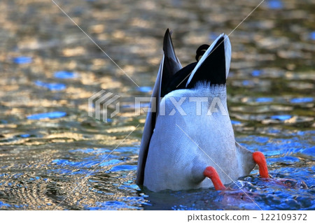 Diving duck 122109372