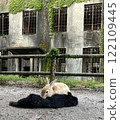 Ruins and rabbits of Okunojima 122109445