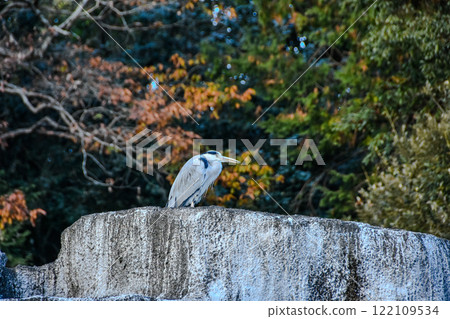 A grey heron perched on a rock by the pond A grey heron perched on a rock by the pond 122109534