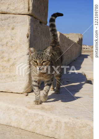 Greek Cat 122109780