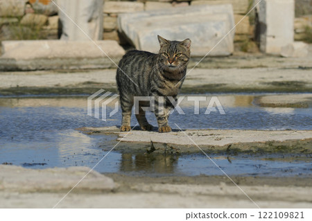 Greek Cat 122109821