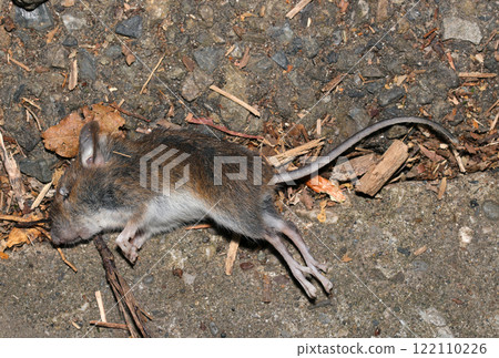The carcass of a small field mouse attacked by a bird of prey. 122110226