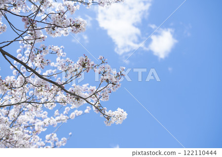 櫻花和天空 櫻花和天空 122110444