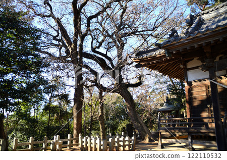 位於埼玉縣深谷市淺間山的瞳淺間神社是一棵氣勢非凡的神樹。 122110532