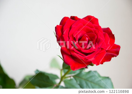 紅玫瑰 紅玫瑰 122110898