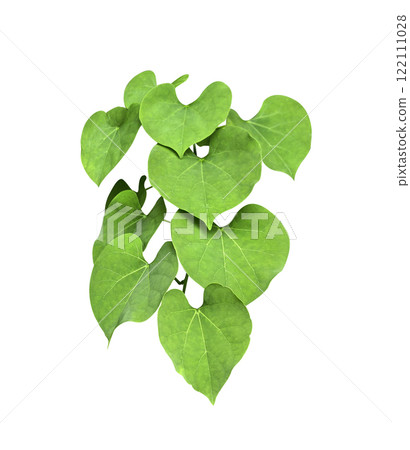 Green leaves Javanese treebine or Grape ivy (Cissus spp.) jungle vine hanging ivy plant bush isolated on white background with clipping path. Green leaves Javanese treebine or Grape ivy (Cissus spp.) jungle vine hanging ivy plant bush isolated on white background with clipping path. 122111028