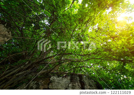 Forest and tree landscape texture abstract background, Aerial top view forest atmosphere area, Texture of forest view from above, Ecosystem and healthy ecology environment concepts. Forest and tree landscape texture abstract background, Aerial top view forest atmosphere area, Texture of forest view from above, Ecosystem and healthy ecology environment concepts. 122111029