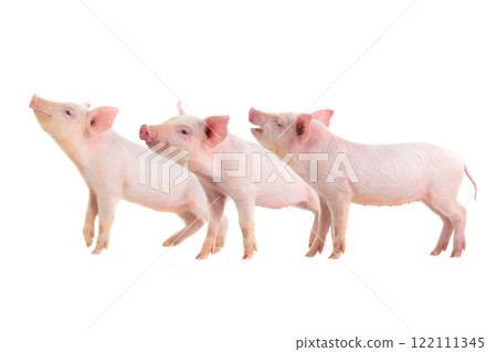Three little pigs isolated on white background Three little pigs isolated on white background 122111345