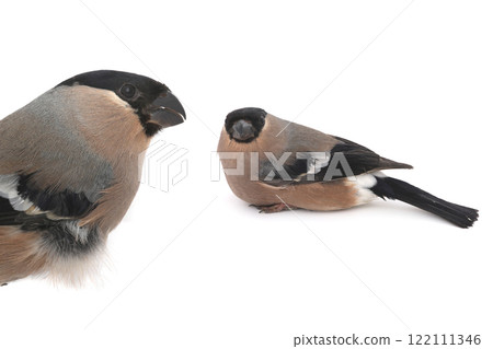 female bullfinch on a white background 122111346