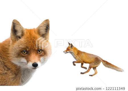 fox isolated on white background 122111349