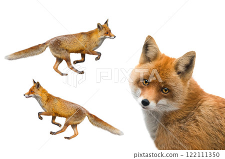 fox isolated on white background 122111350