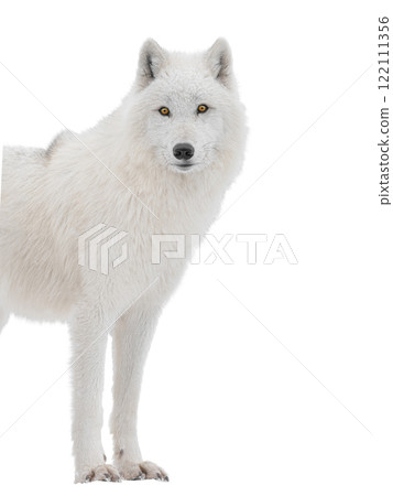 Polar white wolf looks intently into the camera isolated on white background 122111356